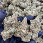 EXOTIC BLUE DREAM