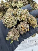 CHERRY GUMBO